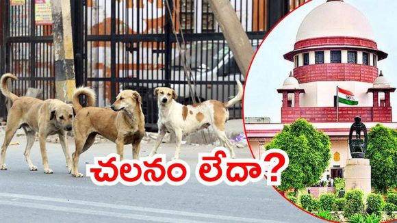 Supreme Court on Dogs: వీధికుక్కల ఇష్యూ.. తప్పుగా చిత్రీకరణ,  పలు రాష్ట్రాలపై సుప్రీంకోర్టు ఆగ్రహం Supreme Court on Dogs: వీధికుక్కల ఇష్యూ.. తప్పుగా చిత్రీకరణ,  పలు రాష్ట్రాలపై సుప్రీంకోర్టు ఆగ్రహం