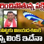 Palapitta: దసరాకు పాలపిట్టకు లింకేంటి? ఇప్పుడు అవి కనిపించకపోవడానికి కారణాలేమిటీ?