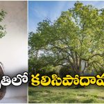 Tree Pod Burial: మరణం తర్వాత మీరు చెట్టుగా మారిపోవచ్చు.. జస్ట్ ఇలా చేస్తే చాలు!