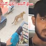 Viral News: యువకుడిని అరెస్ట్ చేయించిన పులి.. ఇలా చేస్తే మీకూ అదే గతి, అసలు ఏమైందంటే?
