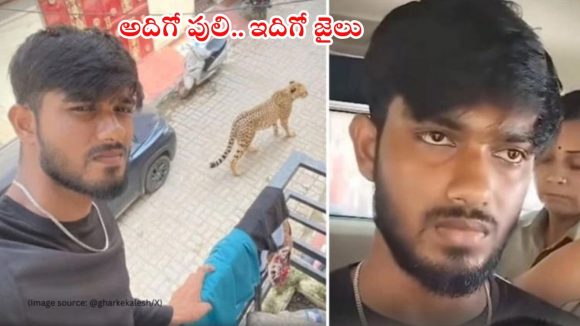 Viral News: యువకుడిని అరెస్ట్ చేయించిన పులి.. ఇలా చేస్తే మీకూ అదే గతి, అసలు ఏమైందంటే? Viral News: యువకుడిని అరెస్ట్ చేయించిన పులి.. ఇలా చేస్తే మీకూ అదే గతి, అసలు ఏమైందంటే?