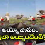Viral Video: సరస్సులో పర్యాటకుల పడవ ప్రయాణం.. ఒక్కసారిగా దూసుకొచ్చిన ఏనుగు..