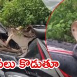 Vial Video: కానిస్టేబుల్‌కు ఝలక్ ఇచ్చిందెవరు? ఇంతకీ నాగుపాము ఏం చేసింది? వీడియో వైరల్