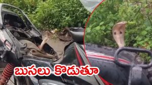 Vial Video: కానిస్టేబుల్‌కు ఝలక్ ఇచ్చిందెవరు? ఇంతకీ నాగుపాము ఏం చేసింది? వీడియో వైరల్