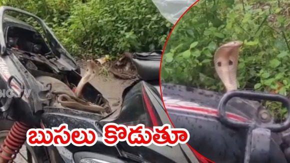 Vial Video: కానిస్టేబుల్కు ఝలక్ ఇచ్చిందెవరు? ఇంతకీ నాగుపాము ఏం చేసింది? వీడియో వైరల్ Vial Video: కానిస్టేబుల్కు ఝలక్ ఇచ్చిందెవరు? ఇంతకీ నాగుపాము ఏం చేసింది? వీడియో వైరల్