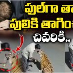 Viral Video: అరే అది పులిరా.. పిల్లి కాదు, మందు కొడితే ఇంత ధైర్యం వస్తుందా?