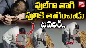 Viral Video: అరే అది పులిరా.. పిల్లి కాదు, మందు కొడితే ఇంత ధైర్యం వస్తుందా?
