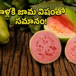 Guava Fruits: వింటర్ స్టార్ట్.. జామపండు తినకుండా వీళ్లని ఆపాల్సిందే!