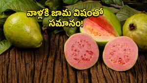 Guava Fruits: వింటర్ స్టార్ట్.. జామపండు తినకుండా వీళ్లని ఆపాల్సిందే!