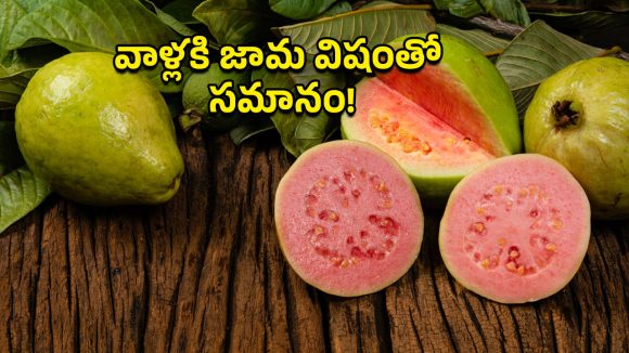 Guava Fruits: వింటర్ స్టార్ట్.. జామపండు తినకుండా వీళ్లని ఆపాల్సిందే! Guava Fruits: వింటర్ స్టార్ట్.. జామపండు తినకుండా వీళ్లని ఆపాల్సిందే!