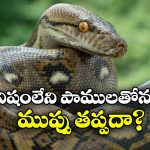 Non-venomous Snake: విషం లేని పాములు కూడా ప్రమాదకరమా? అసలు విషయం తెలిస్తే వణికిపోతారు!