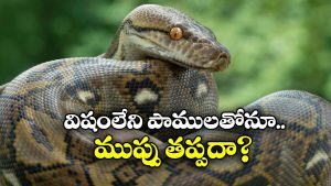 Non-venomous Snake: విషం లేని పాములు కూడా ప్రమాదకరమా? అసలు విషయం తెలిస్తే వణికిపోతారు!