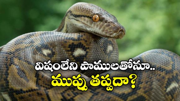 Non-venomous Snake: విషం లేని పాములు కూడా ప్రమాదకరమా? అసలు విషయం తెలిస్తే వణికిపోతారు!