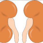 Foamy Urine: మూత్రం నురుగులాగా వస్తోందా? కిడ్నీలకు అదెంత డేంజరో తెలుసా?