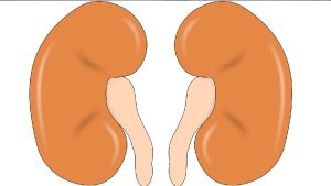 Foamy Urine: మూత్రం నురుగులాగా వస్తోందా? కిడ్నీలకు అదెంత డేంజరో తెలుసా?