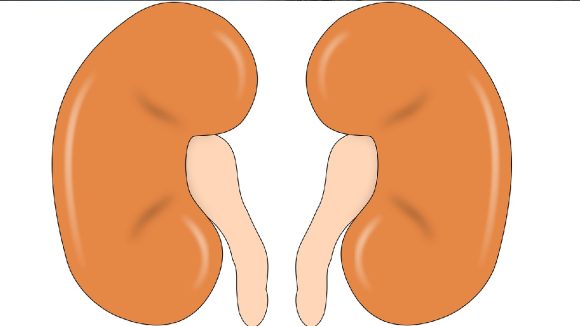 Foamy Urine: మూత్రం నురుగులాగా వస్తోందా? కిడ్నీలకు అదెంత డేంజరో తెలుసా? Foamy Urine: మూత్రం నురుగులాగా వస్తోందా? కిడ్నీలకు అదెంత డేంజరో తెలుసా?