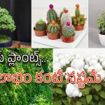 Plants: జాగ్రత్త సుమీ.. ఇంట్లో ఈ మొక్కలు పెంచారో అంతే సంగతులు!