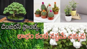 Plants: జాగ్రత్త సుమీ.. ఇంట్లో ఈ మొక్కలు పెంచారో అంతే సంగతులు!