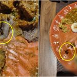 Cockroach In Food: నానక్ రామ్ గూడ కృతుంగ హోటల్ లో షాకింగ్ ఘటన.. రాగి ముద్దలో బొద్దింక
