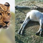 Chittoor Leopard Attack: చిరుతపులి దాడిలో లేగదూడ మృతి.. భయాందోళనలో గ్రామస్థులు