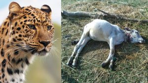 Chittoor Leopard Attack: చిరుతపులి దాడిలో లేగదూడ మృతి.. భయాందోళనలో గ్రామస్థులు