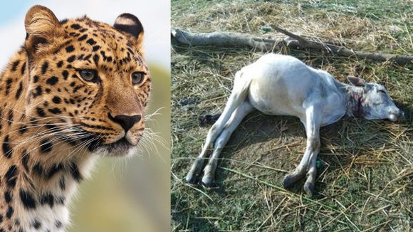 Chittoor Leopard Attack: చిరుతపులి దాడిలో లేగదూడ మృతి.. భయాందోళనలో గ్రామస్థులు