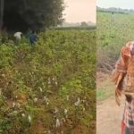 Hanumakonda: కోయ్.. కోయ్.. కొక్కొరొక్కో.. కోళ్ల కోసం జనం పరుగుల వేట