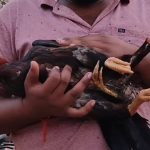 Four Legged Rooster: అయ్య బాబోయ్.. ఈ కోడిపుంజుకు 4 కాళ్లు.. బరిలోకి దింపితే కత్తి ఎక్కడ కట్టాలి..