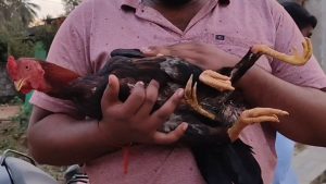 Four Legged Rooster: అయ్య బాబోయ్.. ఈ కోడిపుంజుకు 4 కాళ్లు.. బరిలోకి దింపితే కత్తి ఎక్కడ కట్టాలి..