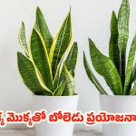 Snake Plant: ఈ ఒక్క మొక్కతో ఇంటికి అందం.. ఒంటికి ఆరోగ్యం,ఇంకా ఎన్నో ప్రయోజనాలు