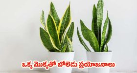 Snake Plant: ఈ ఒక్క మొక్కతో ఇంటికి అందం.. ఒంటికి ఆరోగ్యం,ఇంకా ఎన్నో ప్రయోజనాలు