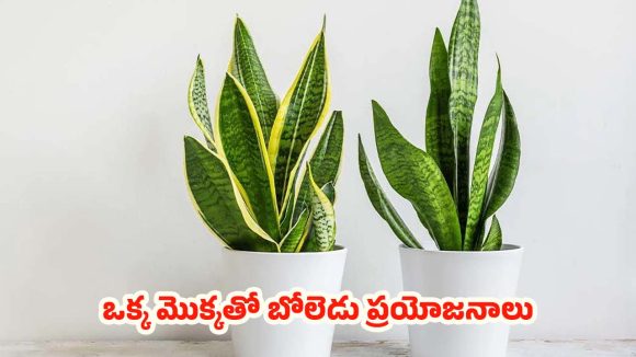 Snake Plant: ఈ ఒక్క మొక్కతో ఇంటికి అందం.. ఒంటికి ఆరోగ్యం,ఇంకా ఎన్నో ప్రయోజనాలు