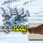 Crocodile Eggshells: ఏంటీ.. అప్పట్లో మొసళ్లు చెట్లు కూడా ఎక్కేవా? ఇదిగో ఈ గుడ్డే ఆధారం!