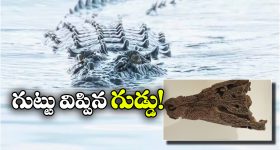 Crocodile Eggshells: ఏంటీ.. అప్పట్లో మొసళ్లు చెట్లు కూడా ఎక్కేవా? ఇదిగో ఈ గుడ్డే ఆధారం!