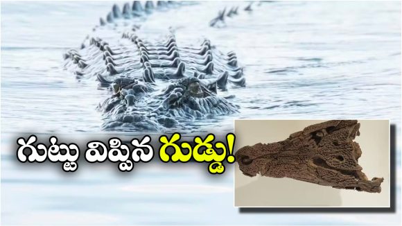 Crocodile Eggshells: ఏంటీ.. అప్పట్లో మొసళ్లు చెట్లు కూడా ఎక్కేవా? ఇదిగో ఈ గుడ్డే ఆధారం!