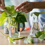 Money Plant: మనీ ప్లాంట్ నాటుతున్నారా ? ఈ పొరపాట్లు అస్సలు చేయొద్దు