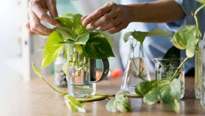 Money Plant: మనీ ప్లాంట్ నాటుతున్నారా ? ఈ పొరపాట్లు అస్సలు చేయొద్దు