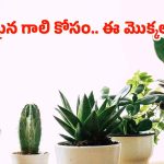 Air Purifying Plants: స్వచ్ఛమైన గాలిని అందించే.. అద్భుతమైన మొక్కలు ఇవే !