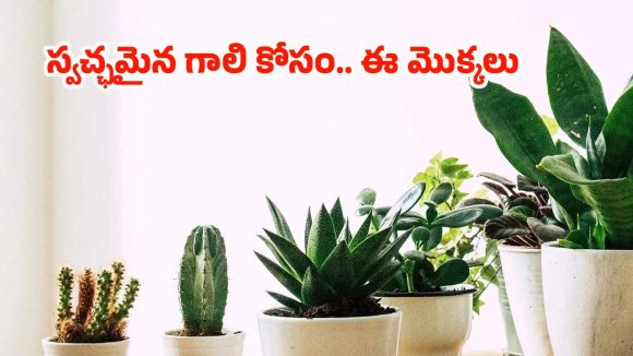 Air Purifying Plants: స్వచ్ఛమైన గాలిని అందించే.. అద్భుతమైన మొక్కలు ఇవే !
