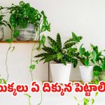 Vastu Tips: ఇంట్లో పొరపాటున కూడా.. ఈ దిశలో  మొక్కలు పెట్టకూడదు !
