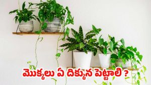 Vastu Tips: ఇంట్లో పొరపాటున కూడా.. ఈ దిశలో  మొక్కలు పెట్టకూడదు !
