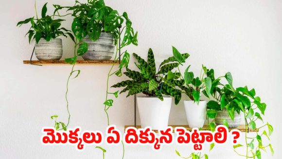 Vastu Tips: ఇంట్లో పొరపాటున కూడా.. ఈ దిశలో  మొక్కలు పెట్టకూడదు !
