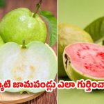 Sweet Guava: మార్కెట్‌లో తియ్యటి, తాజా జామపండ్లను గుర్తించలేకపోతున్నారా ? అయితే ఈ చిట్కాలు మీ కోసమే !