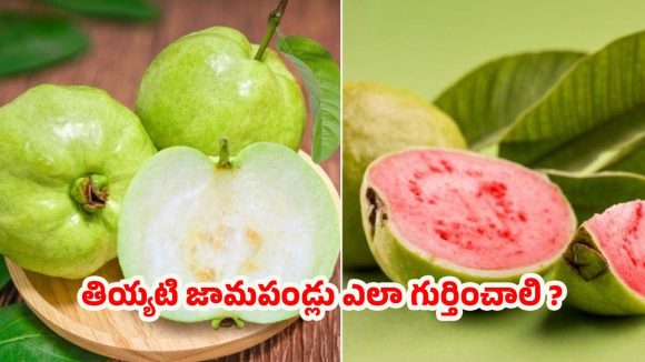 Sweet Guava: మార్కెట్‌లో తియ్యటి, తాజా జామపండ్లను గుర్తించలేకపోతున్నారా ? అయితే ఈ చిట్కాలు మీ కోసమే !