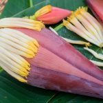Arati Puvvu benefits:  అరటి పువ్వు తినడం వల్ల లాభాలేంటి? ఎందుకు తినాలి?