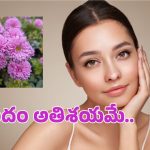 Chrysanthemum Flowers: సౌందర్య పరిరక్షణలో చామంతి.. మెరుపుతో అతిశయమే అనుకోరా!