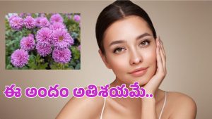 Chrysanthemum Flowers: సౌందర్య పరిరక్షణలో చామంతి.. మెరుపుతో అతిశయమే అనుకోరా!