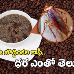 Cockroach Coffee: బొద్దింకలతో రుచికరమైన కాఫీ, దీని టేస్ట్ ఎలా ఉంటుందో తెలిస్తే.. లొట్టలేస్తారేమో?
