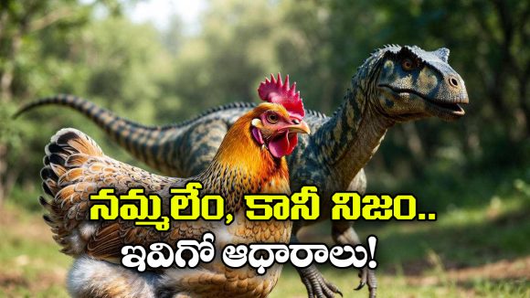 Chicken – Dinosaur: మీకు తెలుసా? కోడి కూడా డైనోసారే.. ఇవిగో దాని ఫ్యామిలీ డిటైల్స్!