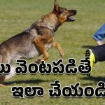 Dog Bite Precautions: విశ్వాసం విషం కావద్దొంటే.. ఈ జాగ్రత్తలు పాటించాల్సిందే అంటున్న నిపుణులు!